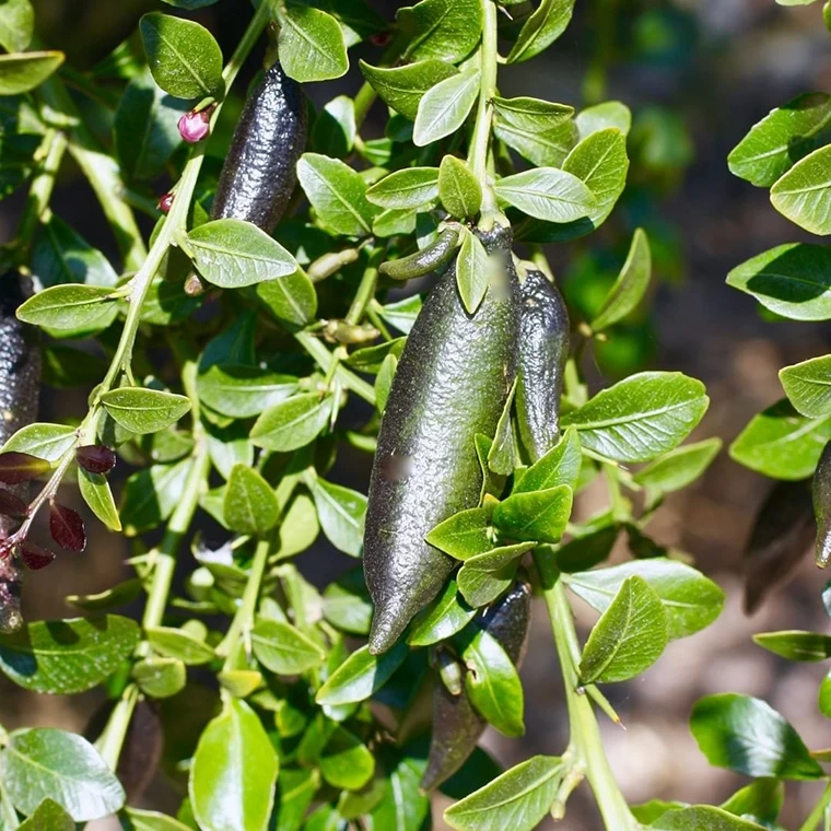 Finger Limes