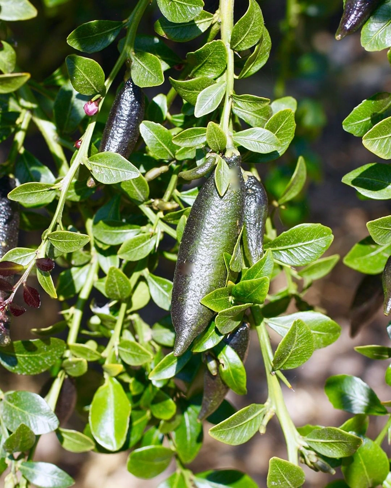 Finger Limes